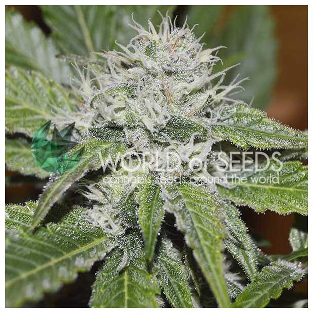 World Of Seeds Amnesia Ryder Auto 3 pcs feminised