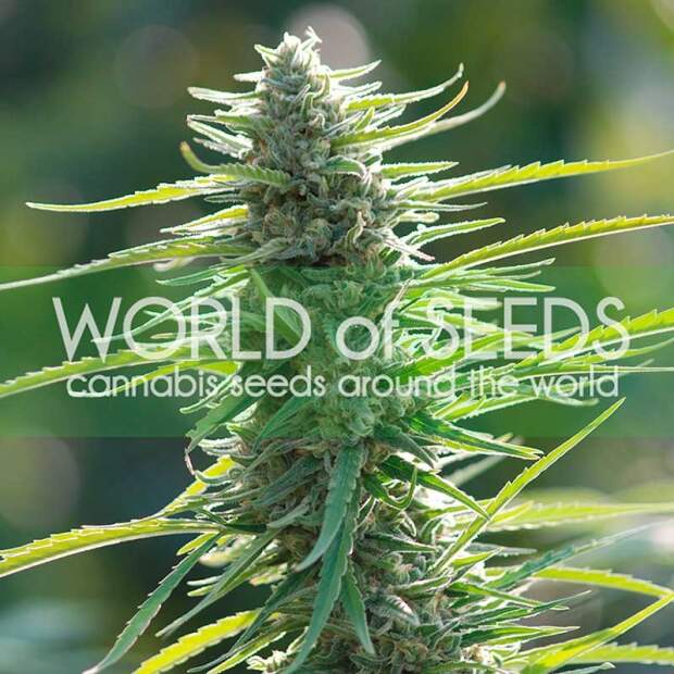 World Of Seeds Colombian Gold (Pure Origin Collection) 3 Stk feminisiert