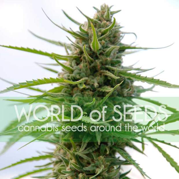 World Of Seeds Kilimanjaro (Pure Origin Collection) 7 Stk feminisiert