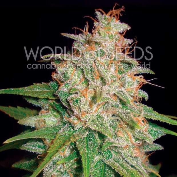 World Of Seeds Mazar X White Rhino Medical 7 Stk feminisiert