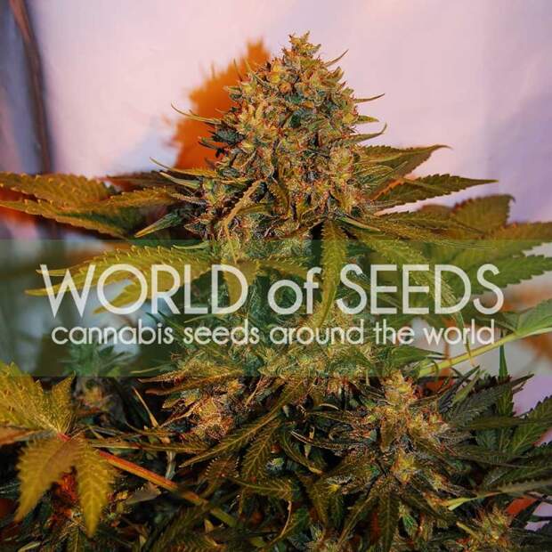 World Of Seeds Northern Light X Big Bud Ryder Auto 12 pcs feminised