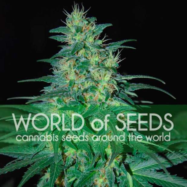 World Of Seeds South African Kwazulu (Pure Origin Collection) 12 Stk feminisiert