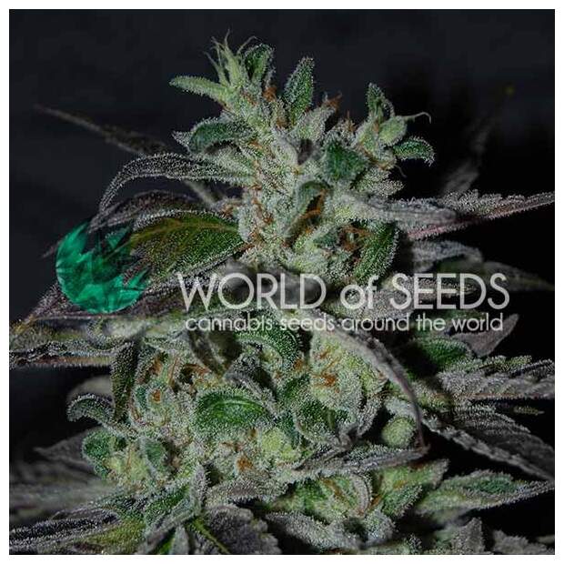 World Of Seeds Strawberry Blue (Early Harvest) 3 Stk feminisiert