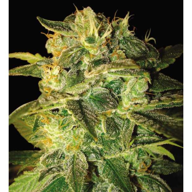 World Of Seeds Sugar Mango Ryder Auto 3 pcs feminised