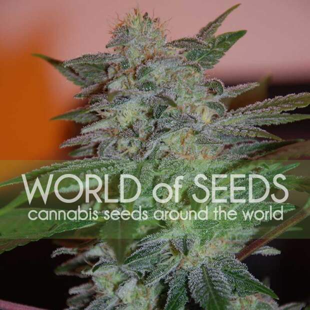 World Of Seeds Yumbolt 47 (Legend Collection) 3 Stk feminisiert