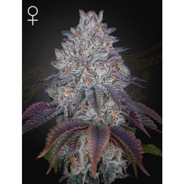 Green House Seeds Kings Tart