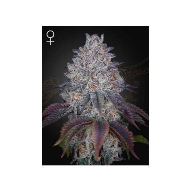 Green House Seeds Kings Tart 3 pcs feminised