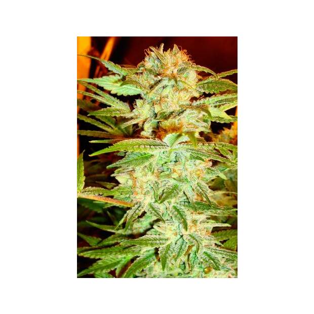 Dna Genetics Stacked Kush 6 Stk feminisiert