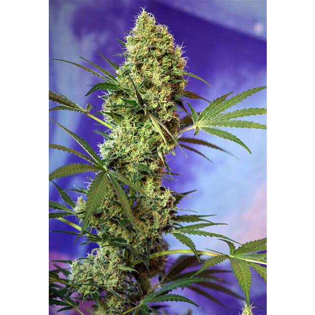 Sweet Seeds Big Devil Auto 5 Stk feminisiert