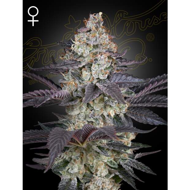 Green House Seeds Ztrawberry 10 Stk feminisiert