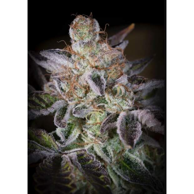 Paradise Seeds Sweetopia