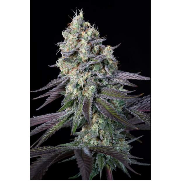 Paradise Seeds Purple Mints 3 pcs feminised