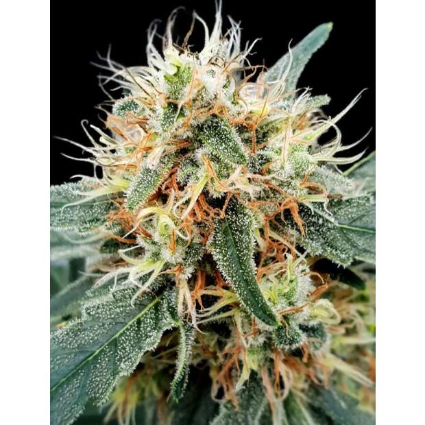 Paradise Seeds Stromboli Auto 5 Stk feminisiert