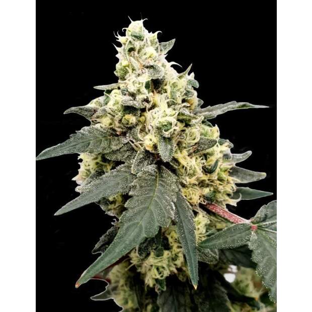 Paradise Seeds Lemonade Auto 5 pcs feminised