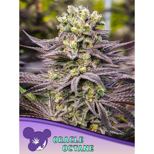 Anesia Seeds Afghanica 3 Stk feminisiert