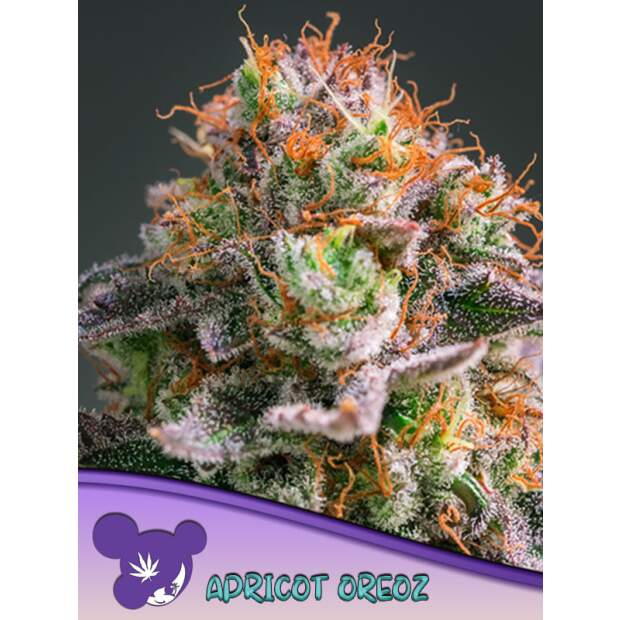 Anesia Seeds Apricot Oreoz 10 Stk feminisiert