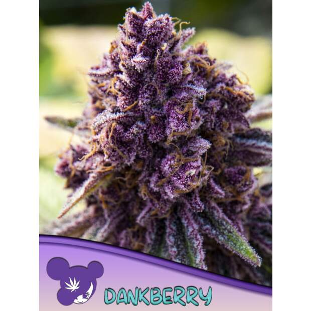 Anesia Seeds Dankberry