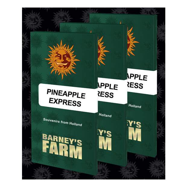 Barneys Farm Pineapple Express 10 pcs feminised