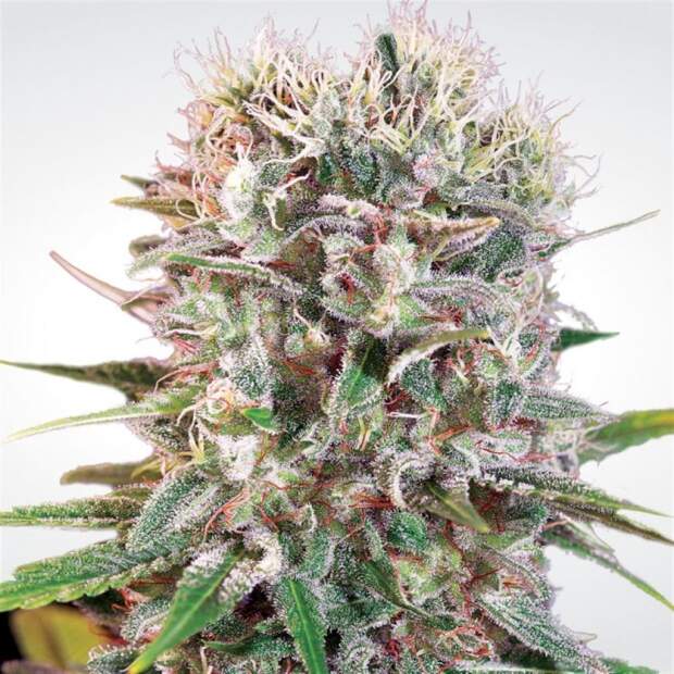 Paradise Seeds Wappa 50 Stk feminisiert