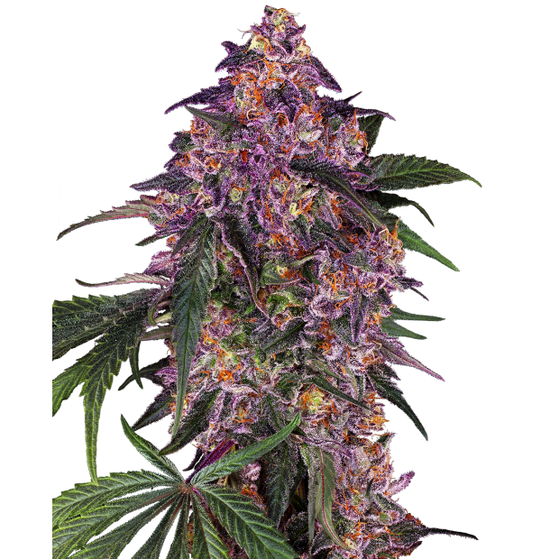 Sensi Seeds Sensi Purple Kush 5 Stk feminisiert