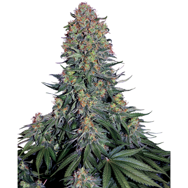 Sensi Seeds Blue Skunk 3 pcs feminised