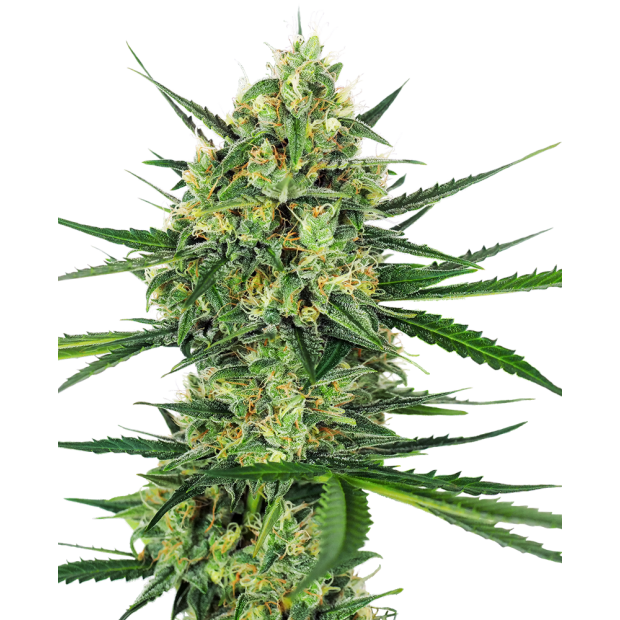 Sensi Seeds Tangerine Sugar 3 pcs feminised