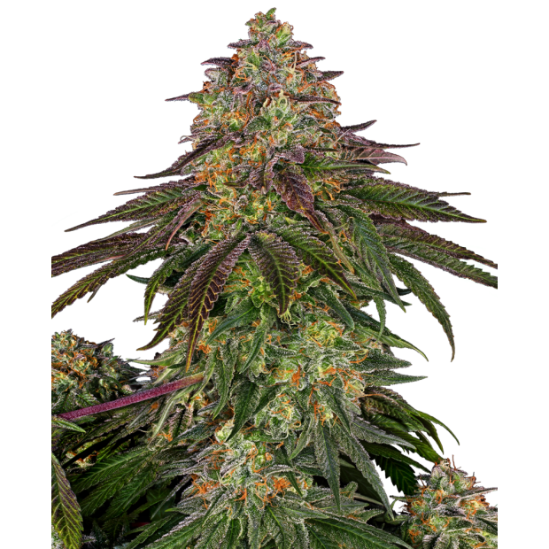 Sensi Seeds Sweet Cherry Kush 10 Stk feminisiert