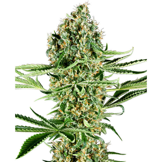 Sensi Seeds Research Critical Runtz 3 pcs feminised