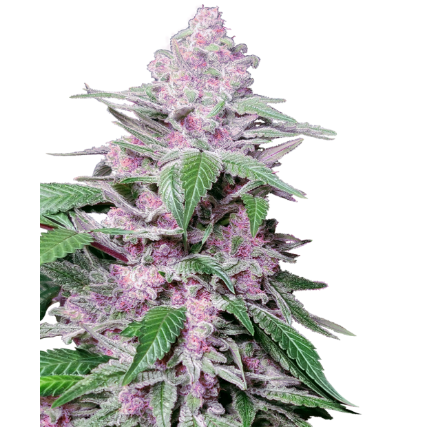 Sensi Seeds Research Purple Cookie Kush 5 pcs feminised