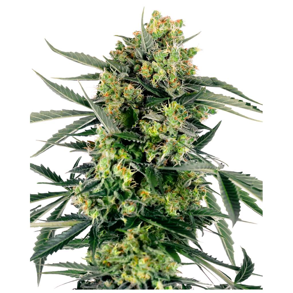 Sensi Seeds Research Blueberry Zkittlez Auto 1800 7603