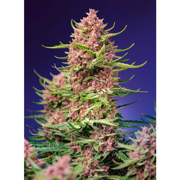 Sweet Seeds Strawberry Cola Sherbet F1 Fast Version