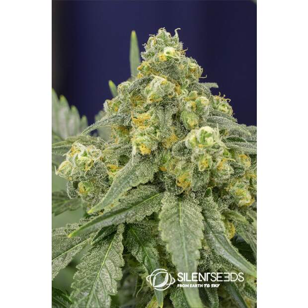 Anesia Seeds Blackberry Moonrocks