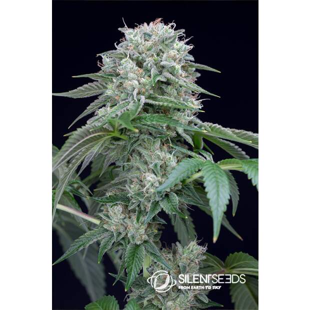 Anesia Seeds Blackberry Moonrocks