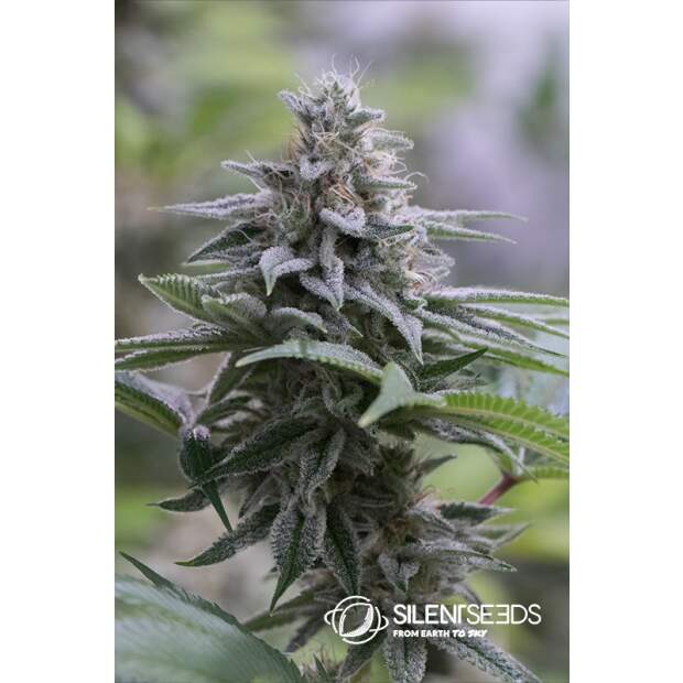 Anesia Seeds Blackberry Moonrocks