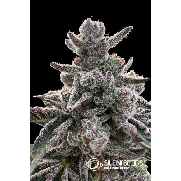 Anesia Seeds Blackberry Moonrocks