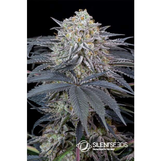 Anesia Seeds Blackberry Moonrocks