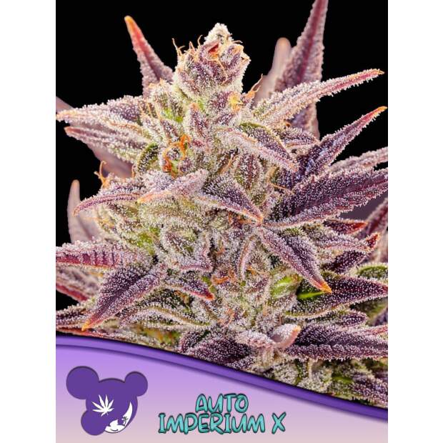 Anesia Seeds Auto Imperium X 3 Stk feminisiert