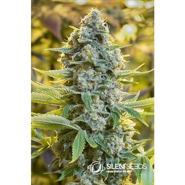 Anesia Seeds Blackberry Moonrocks 3 Stk feminisiert