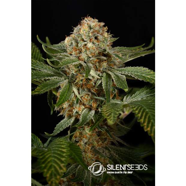 Anesia Seeds Blackberry Moonrocks 5 Stk feminisiert