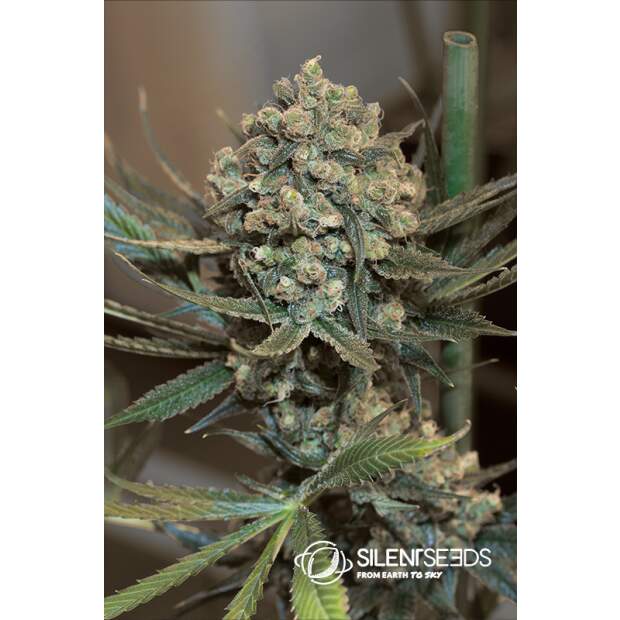 Silent Seeds Critical+ 2.0 Auto 10 Stk feminisiert