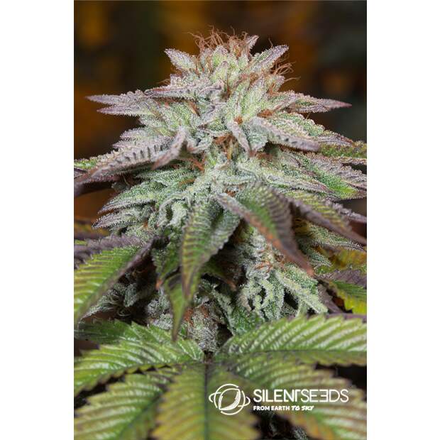 Silent Seeds L.A. Vanilla Cake Auto 5 Stk feminisiert