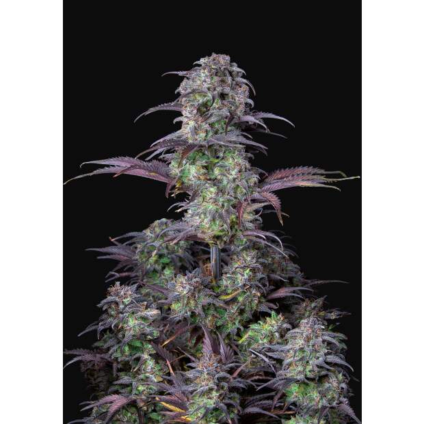 420 Fast Buds Blueberry Auto 3 pcs feminised