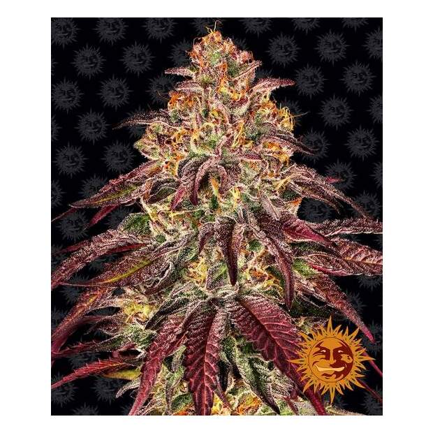 Barneys Farm Mimosa X Orange Punch Auto 3 pcs feminised