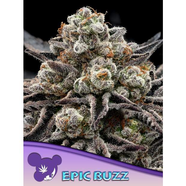 Anesia Seeds Epic Buzz 3 Stk feminisiert