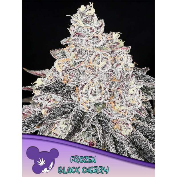 Anesia Seeds Frozen Black Cherry