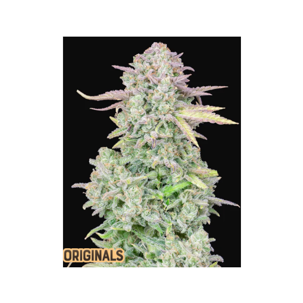 420 Fast Buds Trainwreck Auto 5 Stk feminisiert