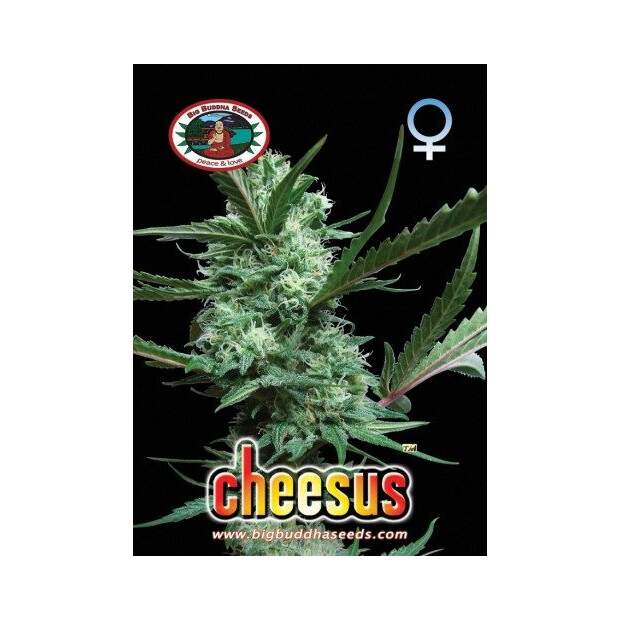 Big Buddha Seeds Cheesus 5 Stk feminisiert