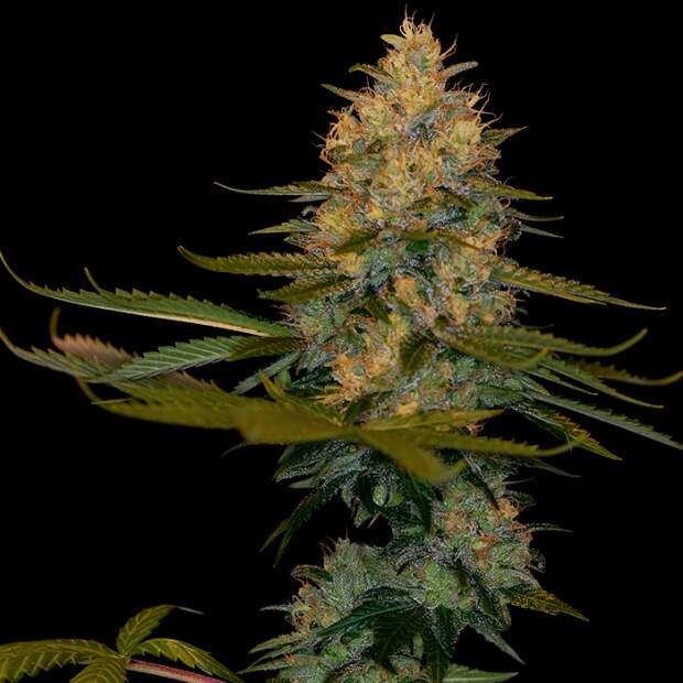 DNA Genetics Exodus Kush 6 Stk feminisiert