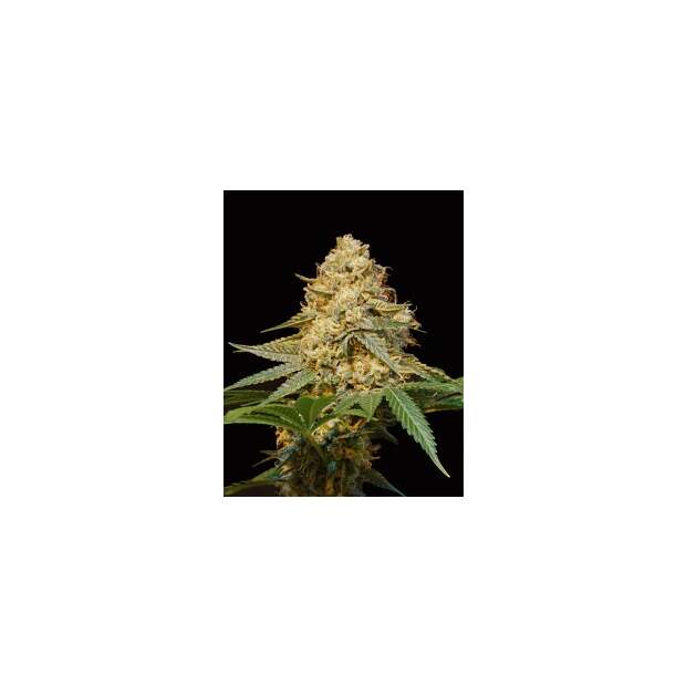 DNA Genetics Silver LA