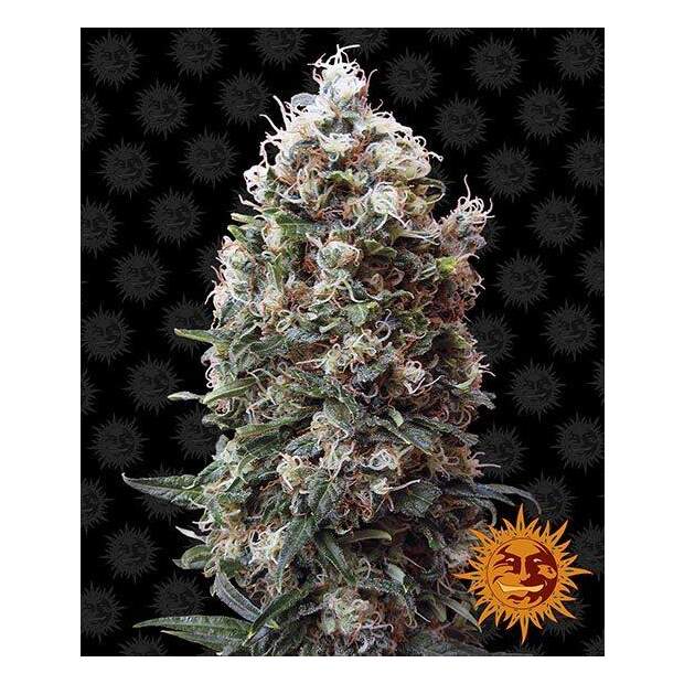 Barneys Farm Phatt Fruity 10 Stk feminisiert